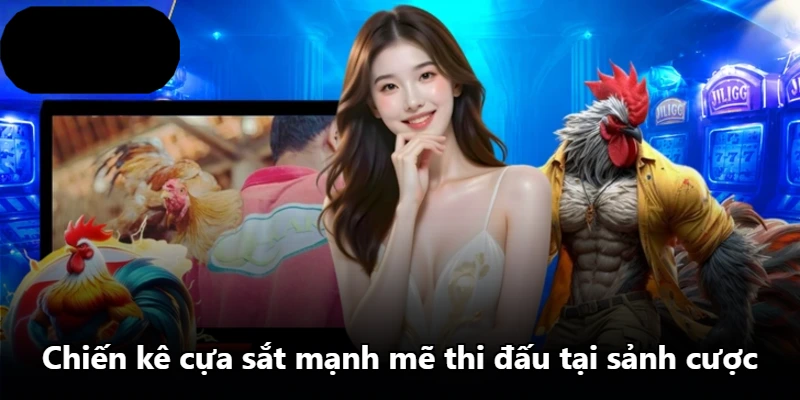 Chiến kê cựa sắt mạnh mẽ thi đấu tại sảnh cược